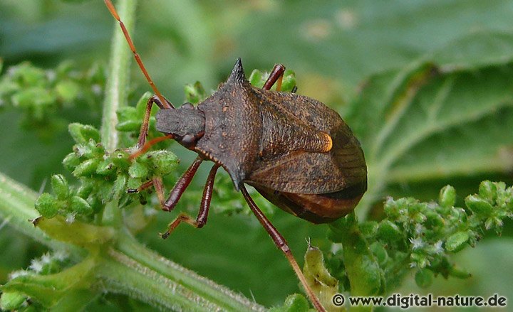 Zweispitzwanze Weibchen