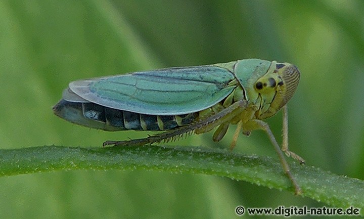 Cicadella viridis Lebensräume