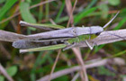 Weißrandiger Grashüpfer