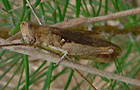Brauner Grashüpfer