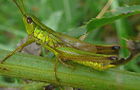 Große Goldschrecke
