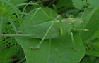 Zwitscherschrecke