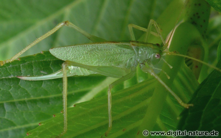 Die Eichenschrecke ernährt sich räuberisch von Raupen und kleinen Insekten