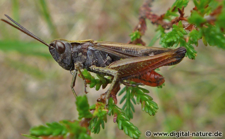 Omocestus rufipes findet man im Heide-Biotop oder auf Feuchtwiesen
