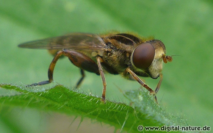 Anasimyia interpuncta Männchen