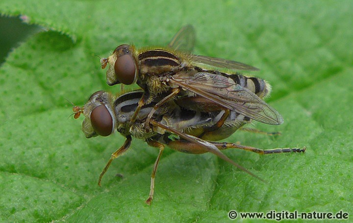 Die verwandte Art Anasimyia lunulata fliegt etwas später im Jahr