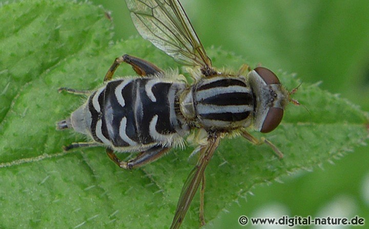 Anasimyia interpuncta Weibchen