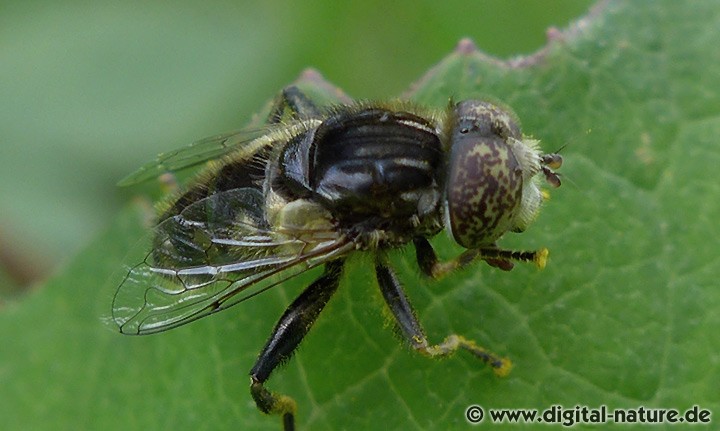 Augenfleck-Schwebfliege Eristalinus sepulchralis Männchen