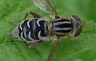 Anasimyia interpuncta