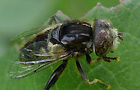 Schwarze Augenfleck-Schwebfliege