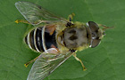 Eristalis arbustorum