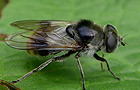 Bunte Erzschwebfliege