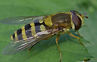 Große Schwebfliege