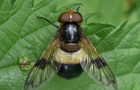 Gemeine Waldschwebfliege