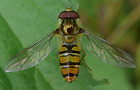 Hainschwebfliege