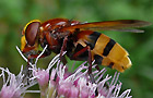 Hornissen-Schwebfliege