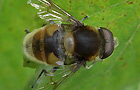 Hummel-Keilfleckschwebfliege
