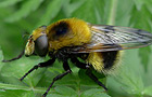 Hummel-Waldschwebfliege