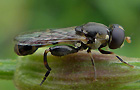Gemeine Keulenschwebfliege