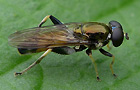 Gemeine Langbauchschwebfliege