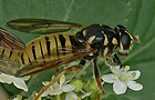 Wespen-Moderholzschwebfliege