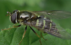 Dasysyrphus venustus
