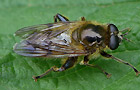 Brachypalpus valgus