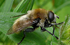 Narzissenschwebfliege