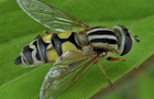 Große Sumpfschwebfliege