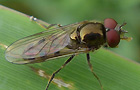 Unbestimmte Schwebfliegen