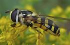 Gestreifte Waldschwebfliege