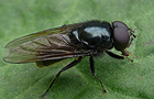 Cheilosia albitarsis