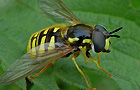 Gemeine Wespenschwebfliege