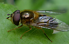 Zweiband-Wiesenschwebfliege