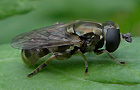 Eumerus spec.
