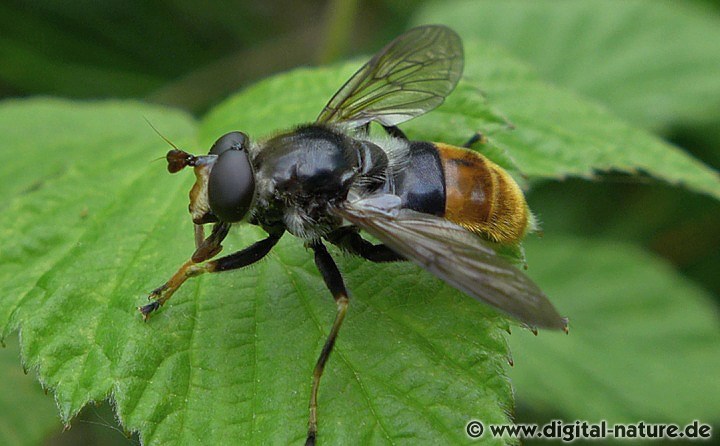 Hundeschnauzenschwebfliege Blera fallax