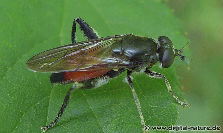 Schwarzfuß-Langbauchschwebfliege Brachypalpoides lentus