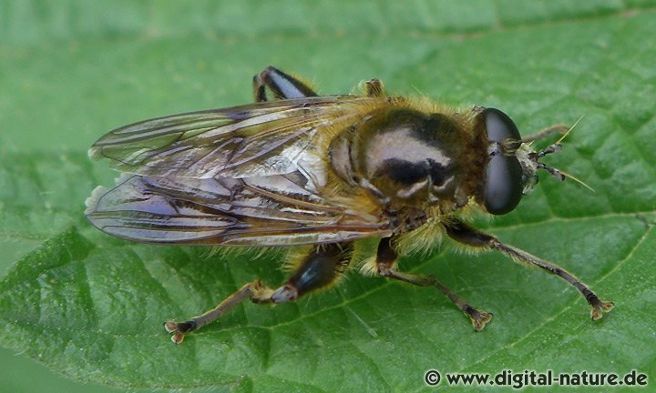 Frühe Bienenschwebfliege (Brachypalpus valgus) Männchen