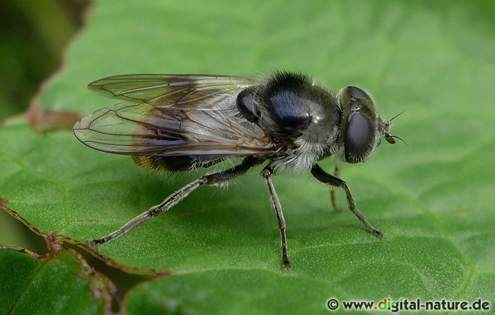 Cheilosia illustrata: Mimikry