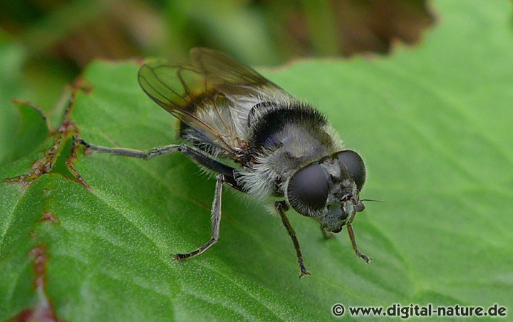 Die Larven der Bunten Erzschwebfliege