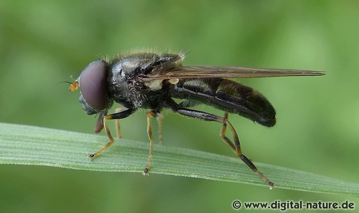 Kleine Erzschwebfliege Cheilosia pagana