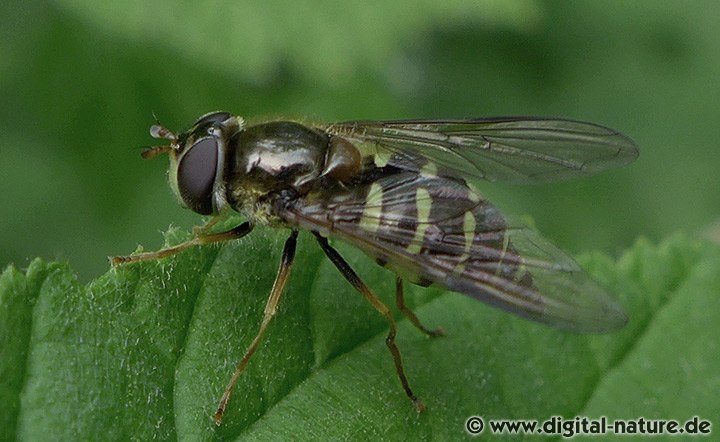Dasysyrphus cf. venustus