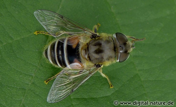 Kleine Keilfleckschwebfliege Eristalis arbustorum