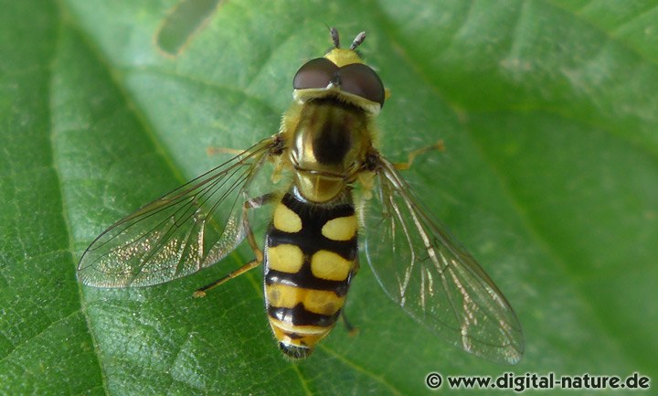 Gemeine Feldschwebfliege Männchen