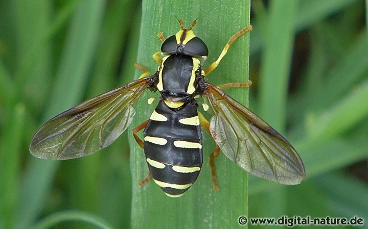 Frühe Gelbrandschwebfliege Xanthogramma citrofasciatum