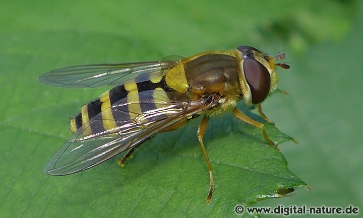 Große Schwebfliege oder Gemeine Garten-Schwebfliege (Syrphus ribesii)