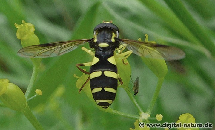Xanthogramma pedissequum Männchen