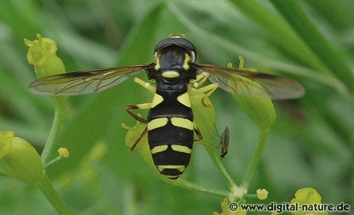 Xanthogramma pedissequum Männchen