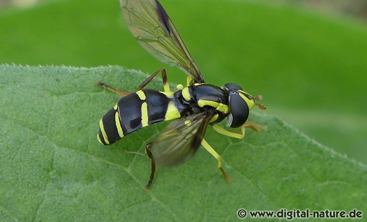 Späte Gelbrand-Schwebfliege