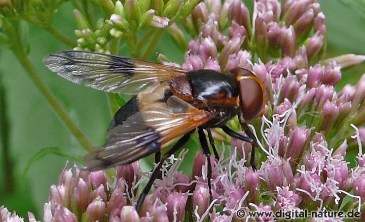 Volucella pellucens